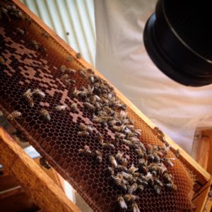 Honey bees busy at work in a Bahraini bee farm (2015)